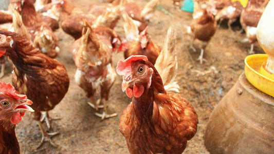 Pollo